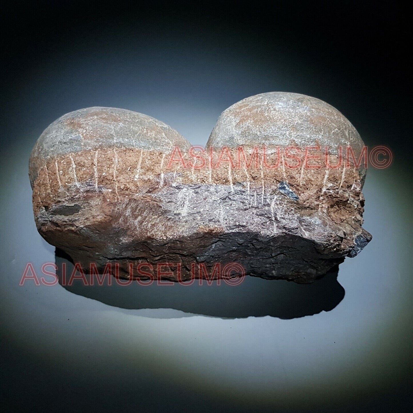 Fossile Uovo Dinosauro Hadrosauro Roccia Conchiglia Mondo Parco Giurassico GD6e