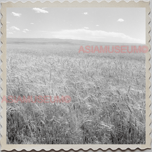 50s BIG HORN WYOMING LOVELL GREYBULL CASPER WHEAT FARM VINTAGE USA Photo 12301