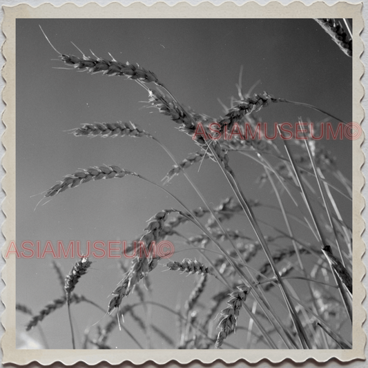 50s HARDIN TOWN BIG HORN COUNTY MONTANA WHEAT PLANTS FARM VINTAGE USA Photo 8728