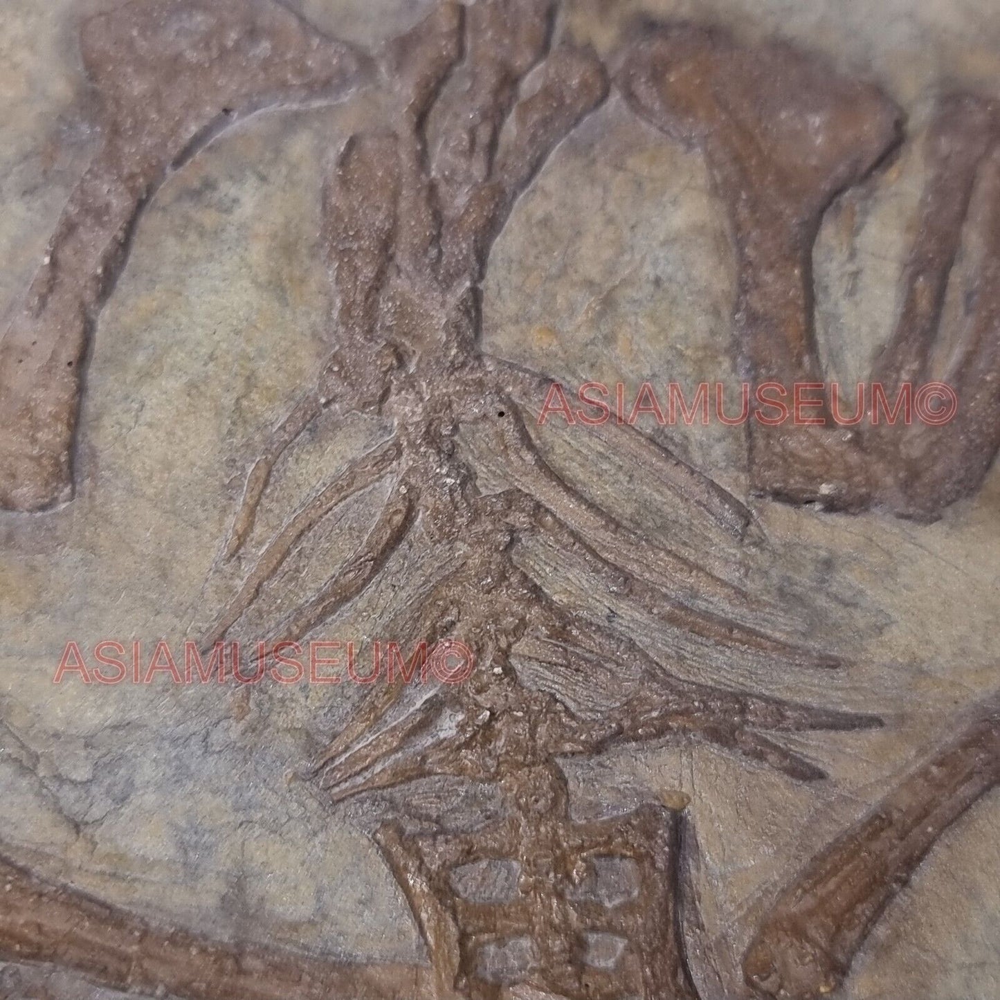 Dinosaur Fossil Confuciusornis Flying Bird Rock Jurassic Claw World Cretaceous R