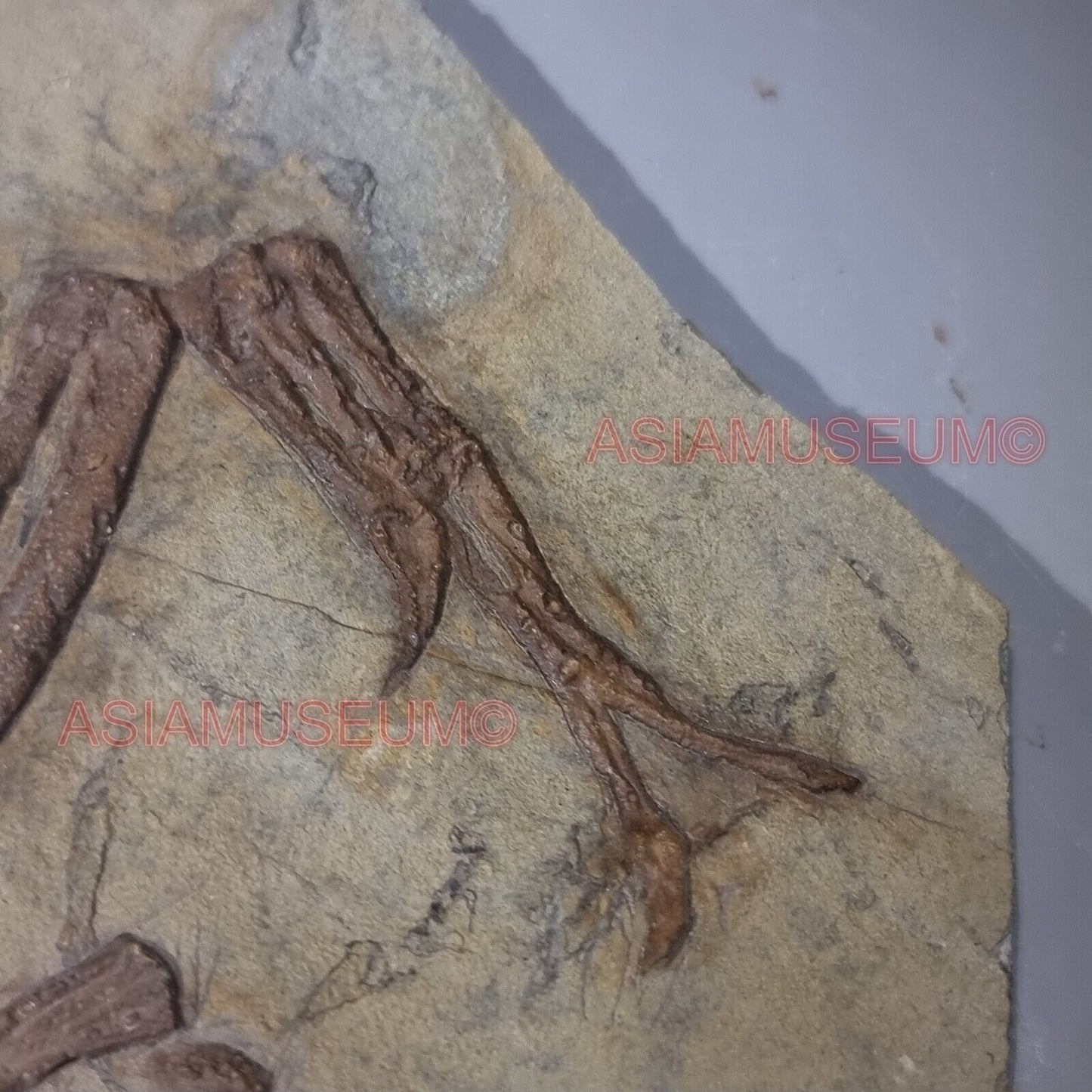 Dinosaur Fossil Confuciusornis Flying Bird Rock Jurassic Claw World Cretaceous E