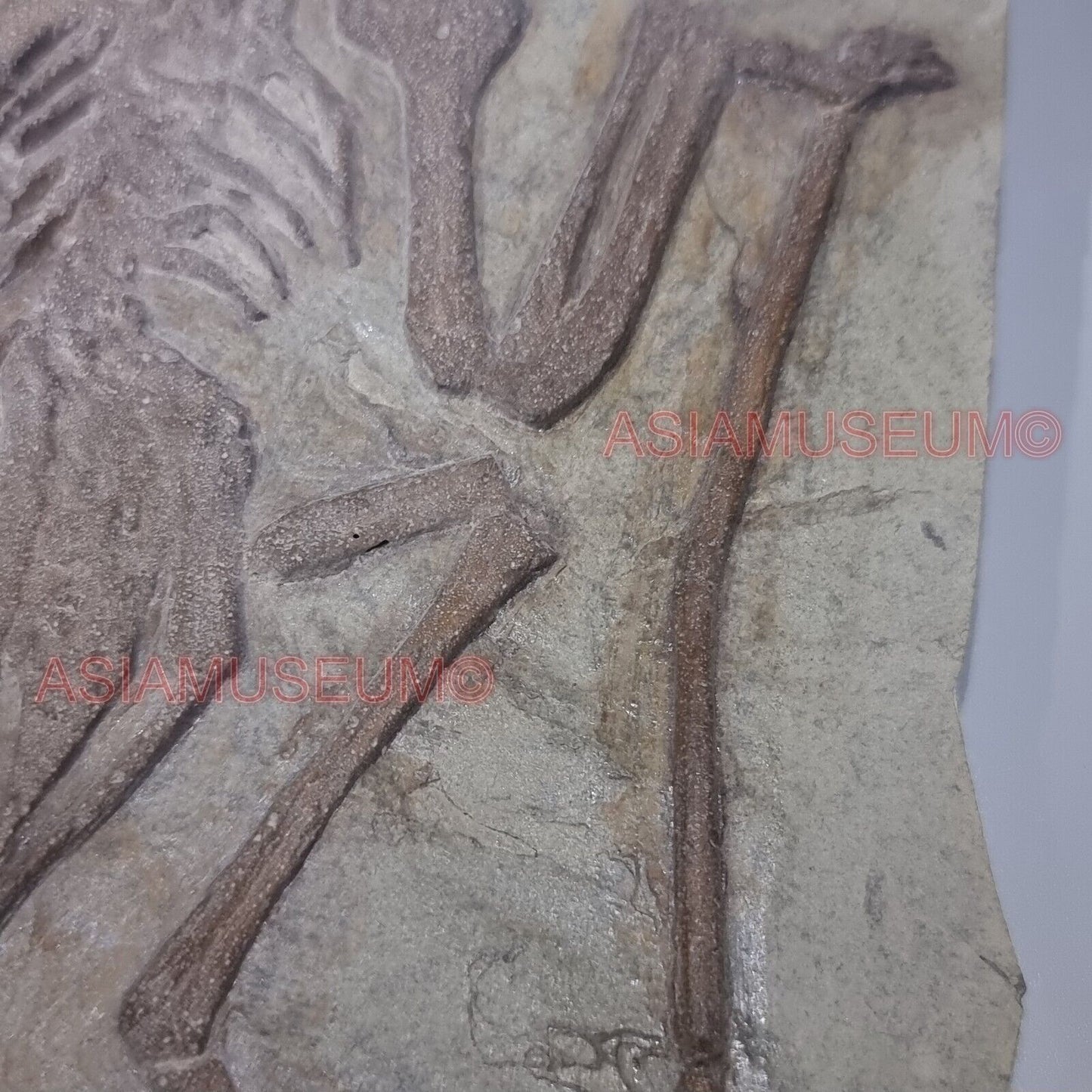 Pterosauro Fossile Dinosauro Rettile Volante Artiglio Osso Mondo Giurassico P9