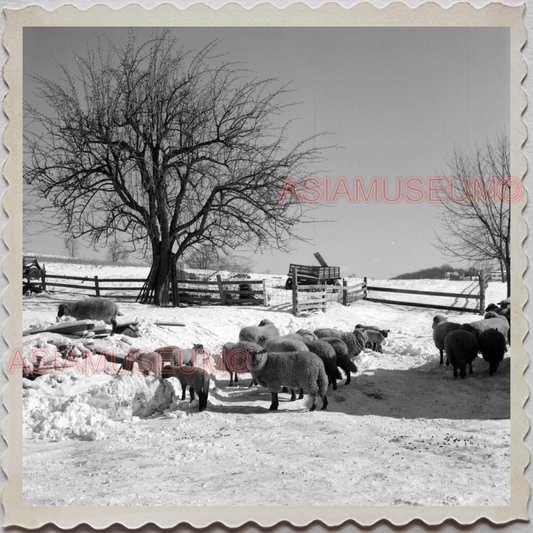 50s SUNBURY NORTHUMBERLAND PENNSYLVANIA FARM BARN SHEEP  VINTAGE USA Photo 8690