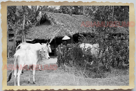 50s Vietnam SAIGON HO CHI MINH VILLAGE HUT COW HOUSE WAR OLD Vintage Photo #1687