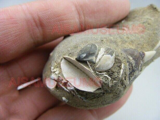 CRAB Crustacean Arthropod Dinosaur Hand Leg Claw Bone Fossil Jurassic Park cA03