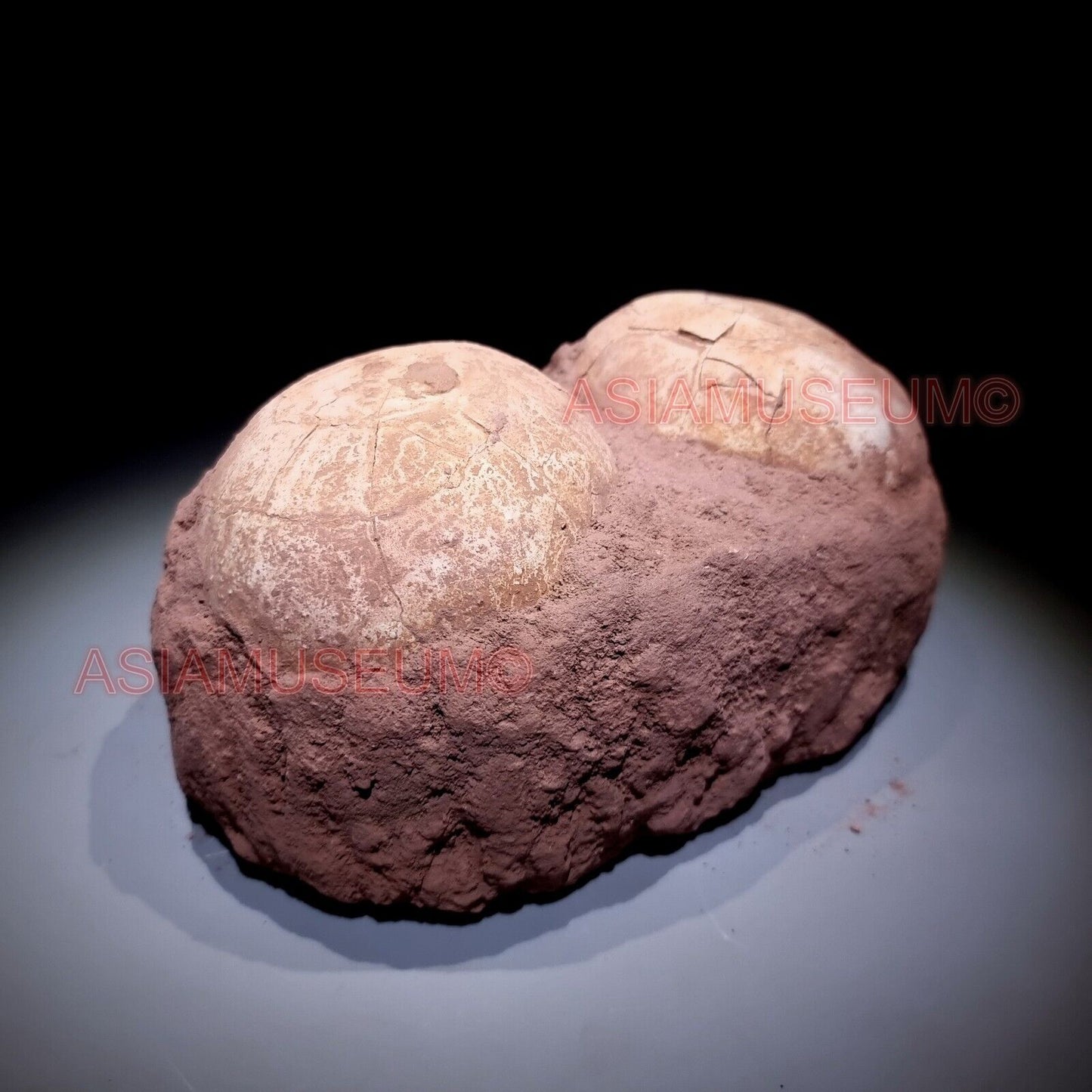 Pair Double Jurassic World Shunosaurus Sauropod Lizards Dinosaur Egg Nest Fossil