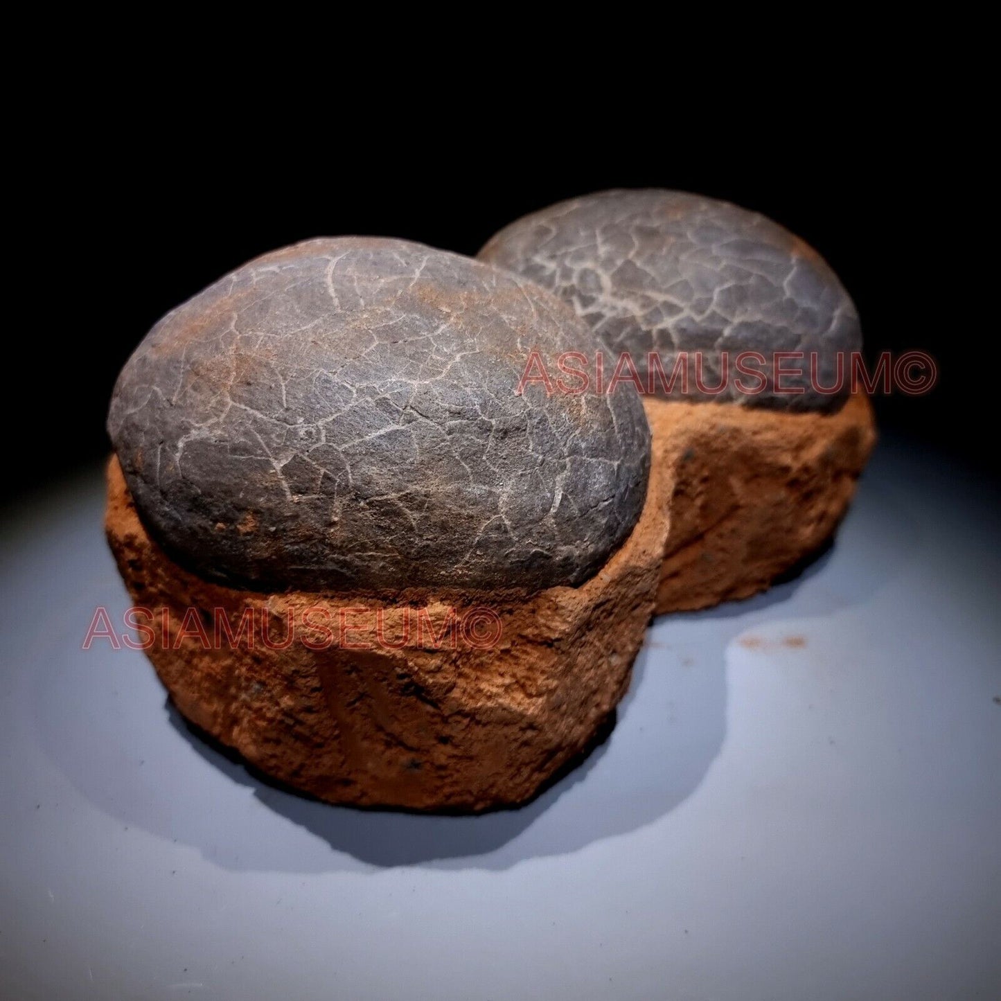 DOUBLE PAIR Dinosaur Egg Nest Hadrosaur Duckbill Fossil Jurassic Cretaceous G6s9