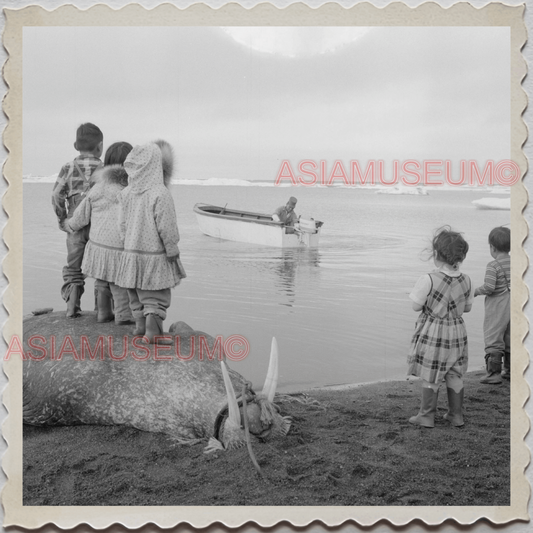 50s UTQIAGVIK NORTH SLOPE BARROW ALASKA WALRUS BEACH BOY VINTAGE USA Photo 11554