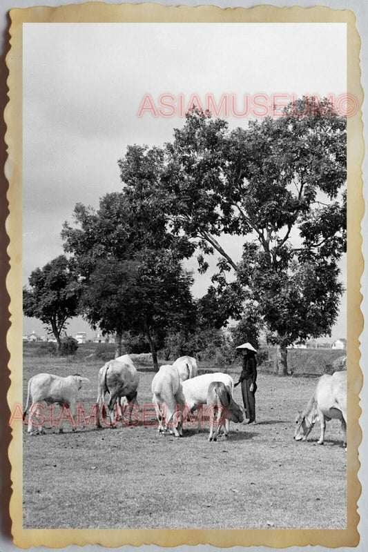 40s Vietnam War SAIGON VILLAGE WOMEN STRAW HAT CATTLE COW HUT Vintage Photo 1703