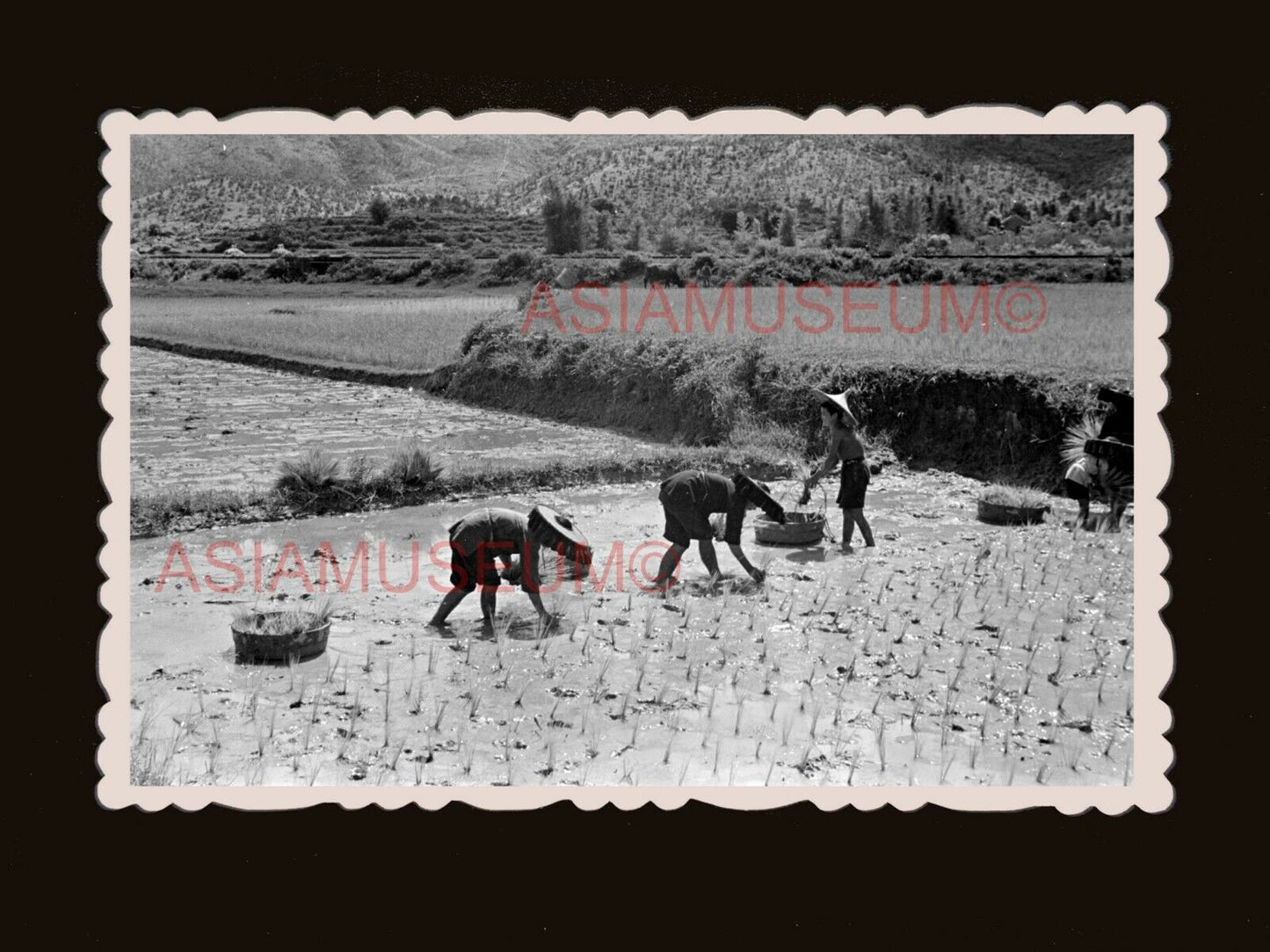 50s Rice Paddy Field Farmer Lantau Island Old Hong Kong Photograph 香港旧照片 #3090