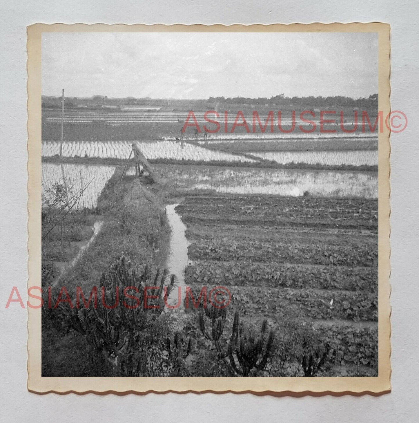 SAIKUNG TAI O Paddy Field Farmer Village B&W Vintage Hong Kong Photo 香港旧照片 07842