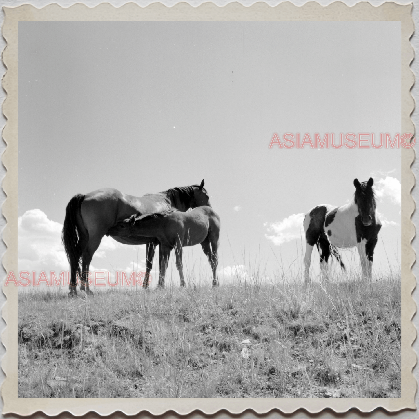 50s SUN RIVER CITY RUSSEL COUNTY MONTANA HORSE HILL FIELD VINTAGE USA Photo 8375