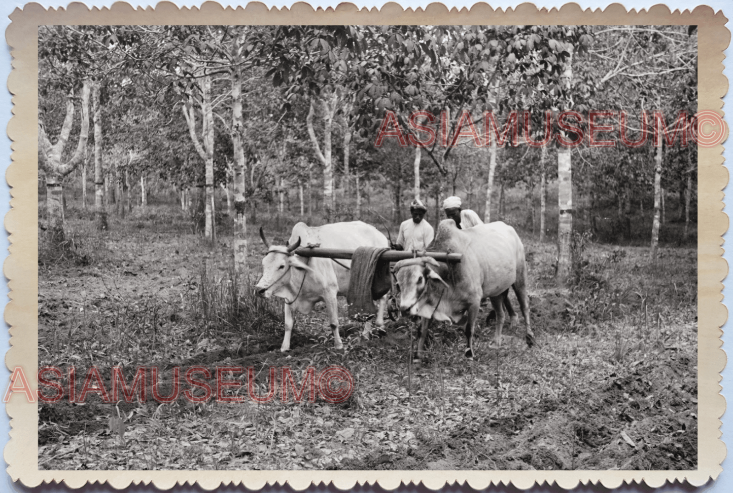 WW2 OXEN OX RUBBER PLANTATION FARMING INDIA WORKER VINTAGE SINGAPORE PHOTO 30373