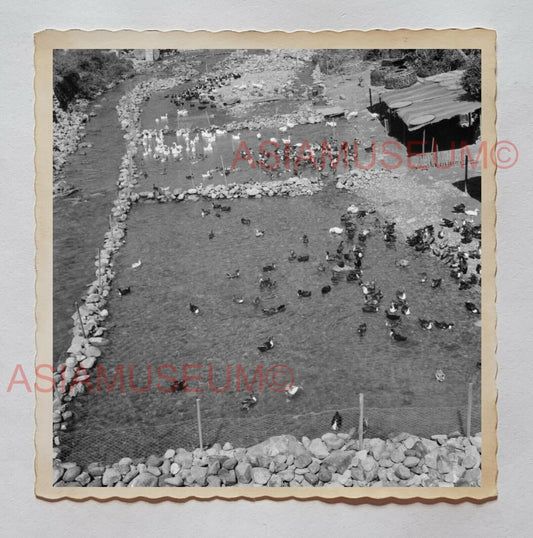 DUCK PALTRY FARM ARIAL VIEW TAI PO VILLAGE Vintage Hong Kong Photo 28316 香港旧照片