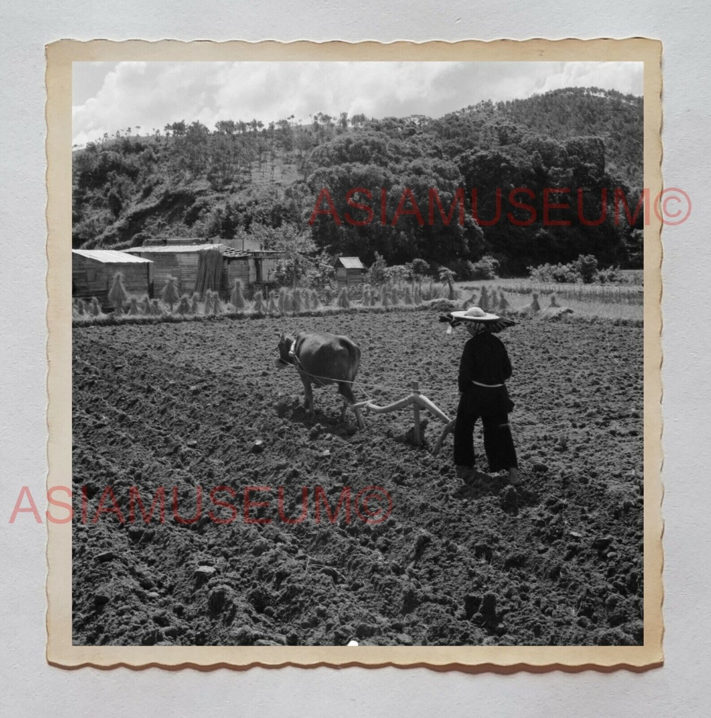 WOMEN LADY FARMER VILLAGE COW FARMING HAT Vintage Hong Kong Photo 27217 香港旧照片