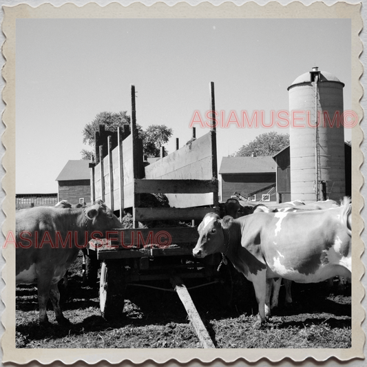 50s LAKE GENEVA WISCONSIN WALWORTH MILWAUKEE CATTLE FARM VINTAGE USA Photo 11894