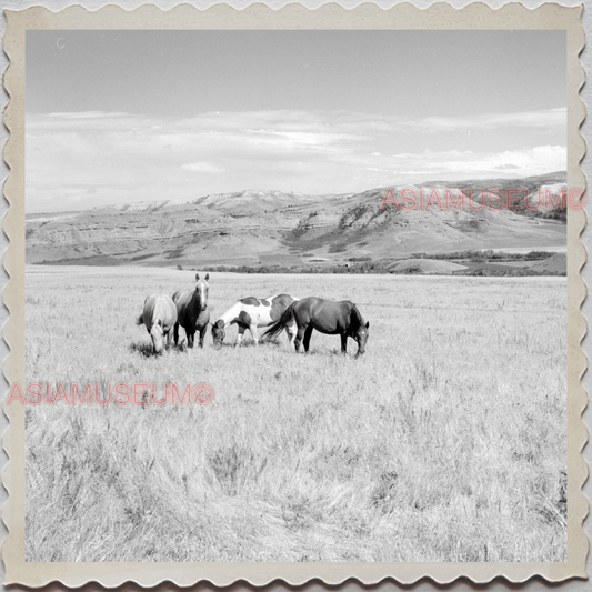 50s CROW TRIBE MONTANA MISSOURI RIVER NATION HORSE FIELD VINTAGE USA Photo 8530