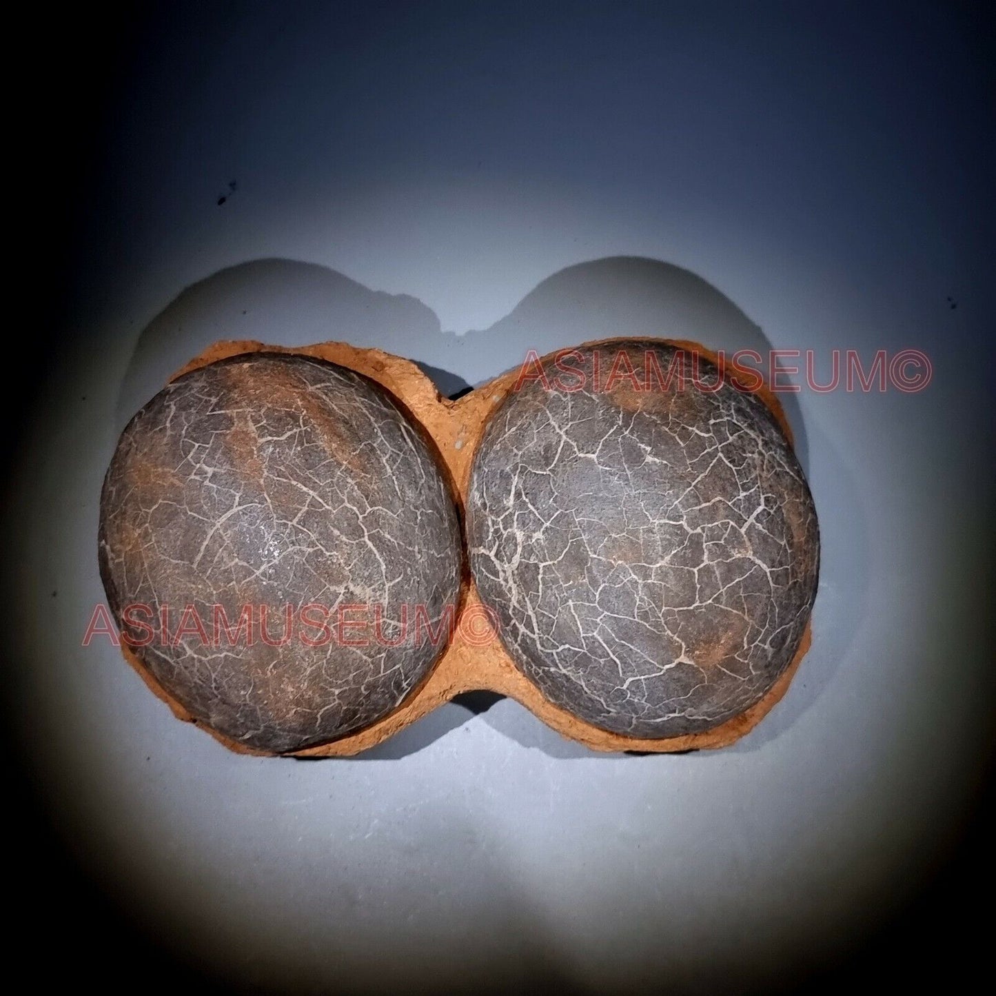 DOUBLE PAIR Dinosaur Egg Nest Hadrosaur Duckbill Fossil Jurassic Cretaceous G6s9