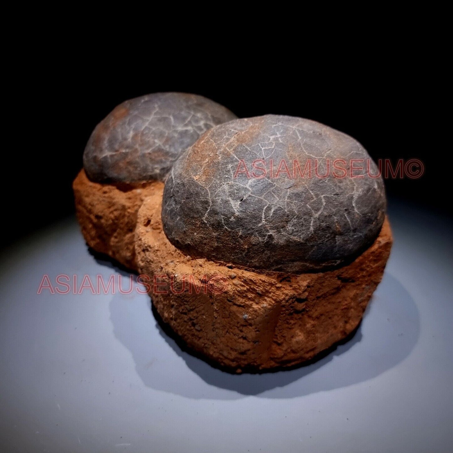 DOUBLE PAIR Dinosaur Egg Nest Hadrosaur Duckbill Fossil Jurassic Cretaceous G6s9