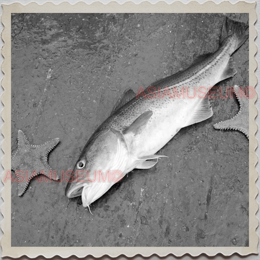 50s GLOUCESTER HARBOR ESSEX MASSACHUSETTS FISHERMAN FISH VINTAGE USA Photo 10065