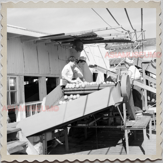 50s FROSTPROOF FLORIDA FOLK COUNTY WORKER FRUITS VINTAGE USA AMERICA Photo 7989