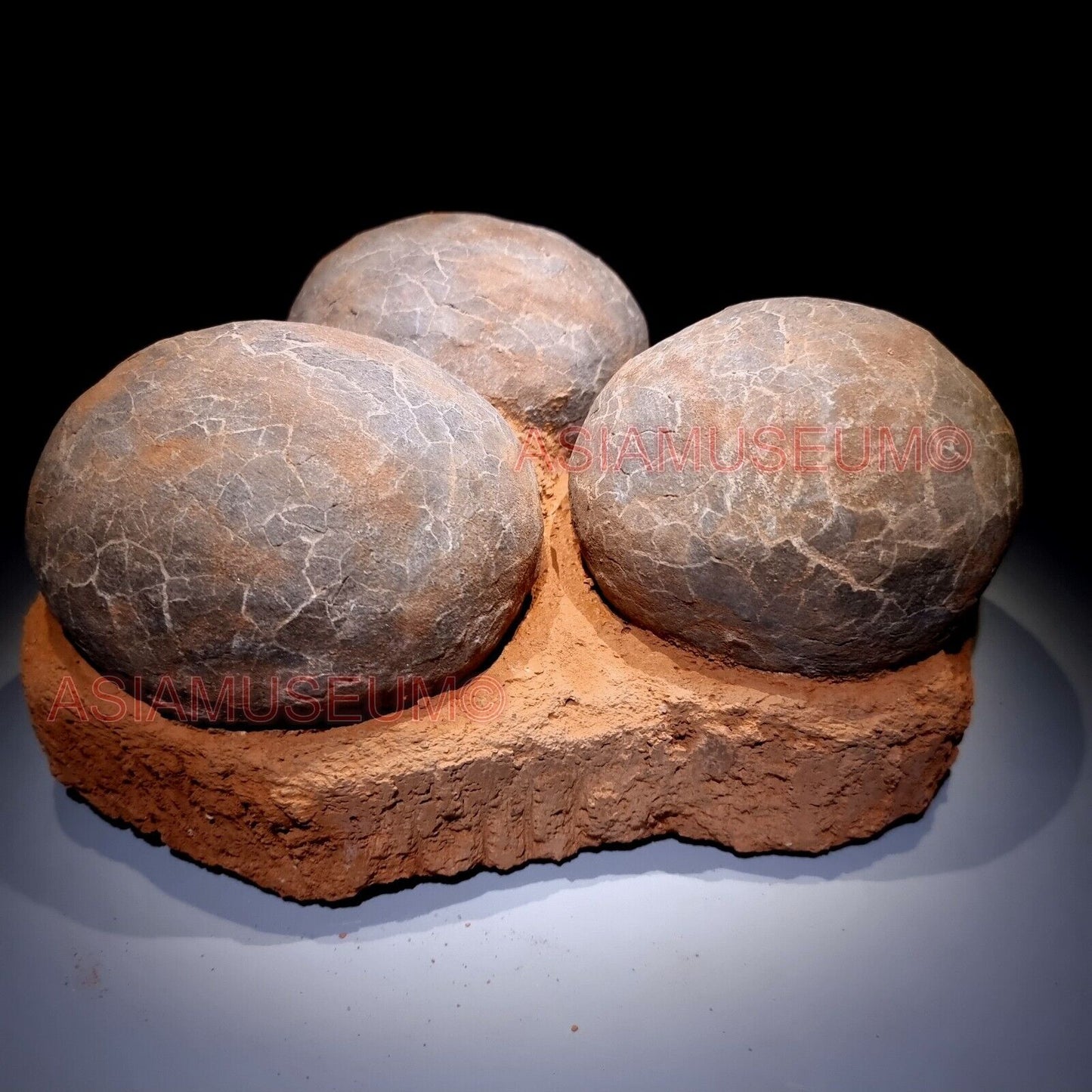 TRIPLE Dinosaur Egg Nest Hadrosaur Duckbill Fossil Jurassic Cretaceous World