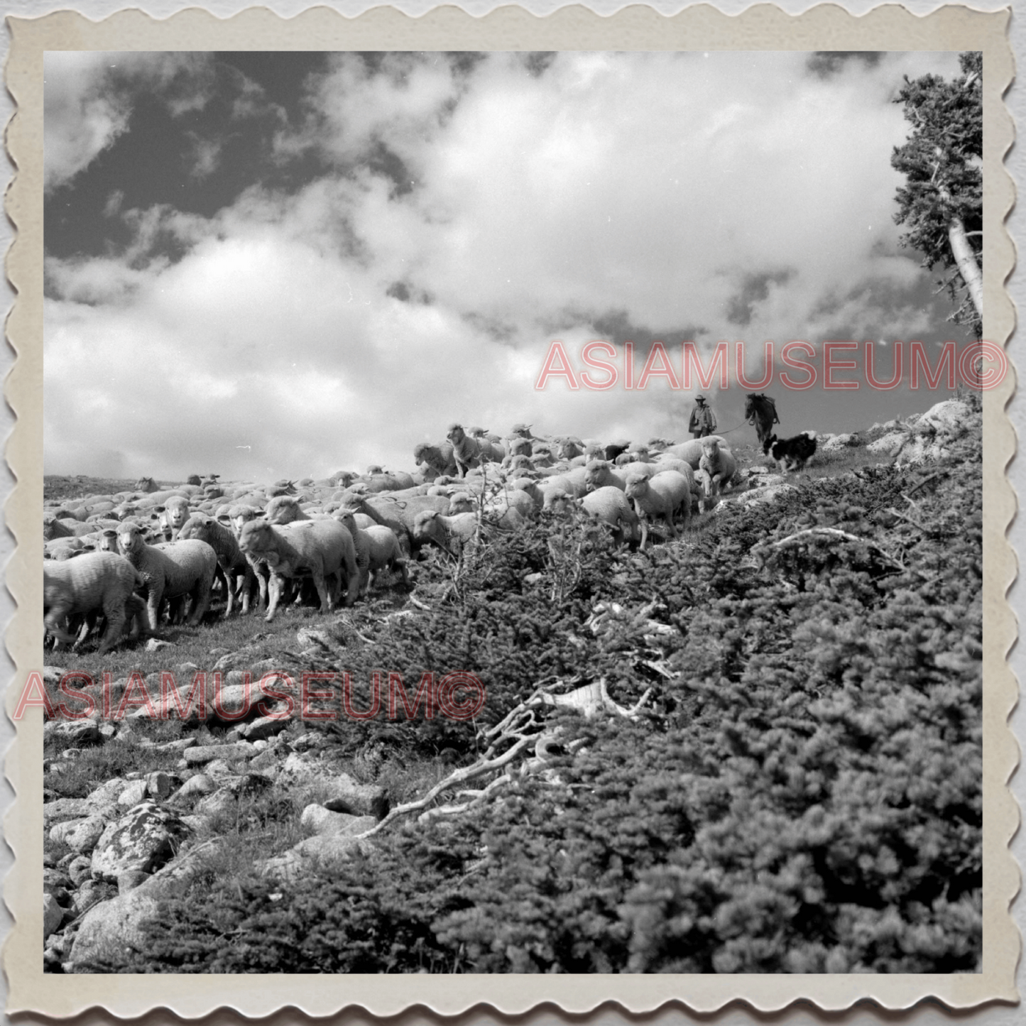 50s PARK COUNTY LIVINGSTON MONTANA YELLOWSTONE SHEEP OLD VINTAGE USA Photo 10826