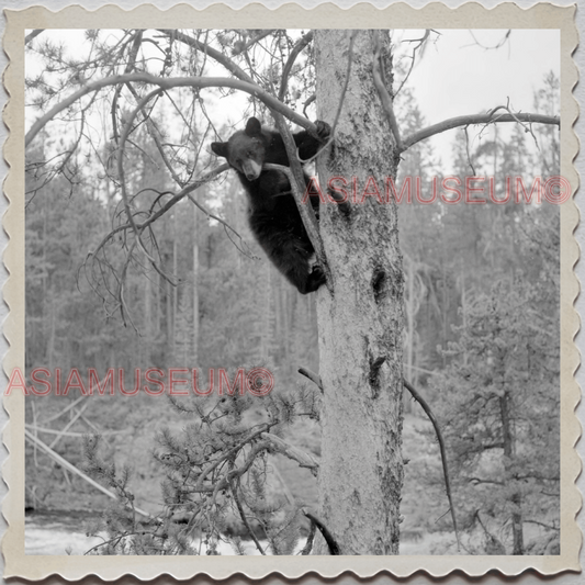 50s GRAND TETON NATIONAL PARK JACKSON WYOMING BLACK BEAR VINTAGE USA Photo 12531