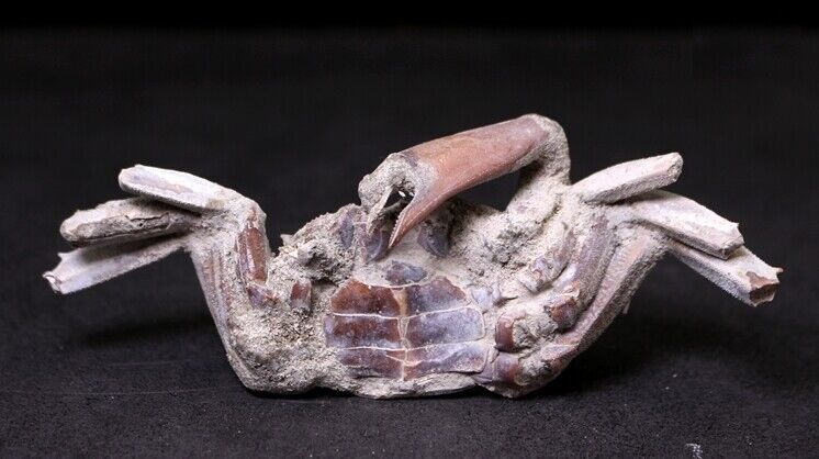 CRAB Crustacean Arthropod Dinosaur Hand Leg Claw Bone Fossil Jurassic Park c08