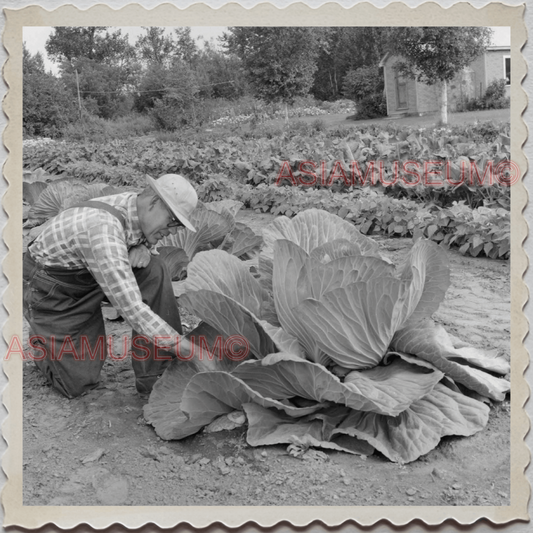 50s PALMER CITY Matanuska-Susitna ALASKA FARMER CABBAGE VINTAGE USA Photo 11849