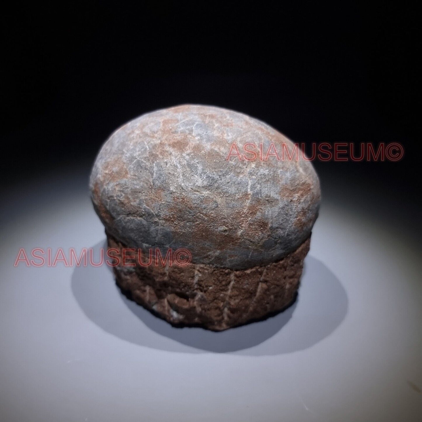 Dinosaur Egg Nest Dendrolithus Hadrosaur Duckbill Fossil Jurassic Park World GU3