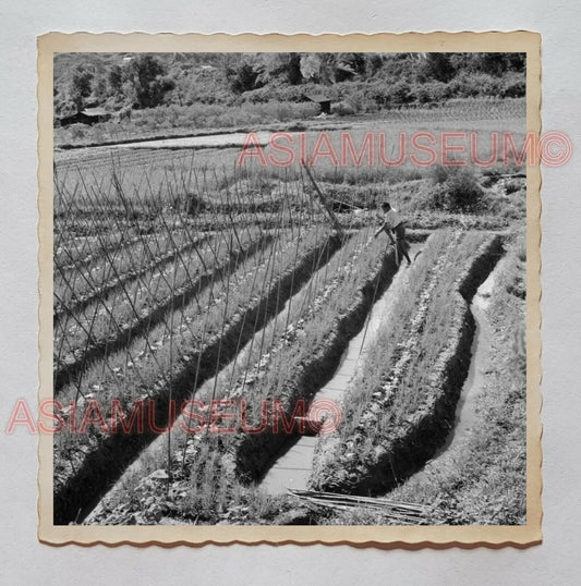 New Territory Sha Tau Kok Farm Life Plant Old Hong Kong Photograph 香港旧照片 30198