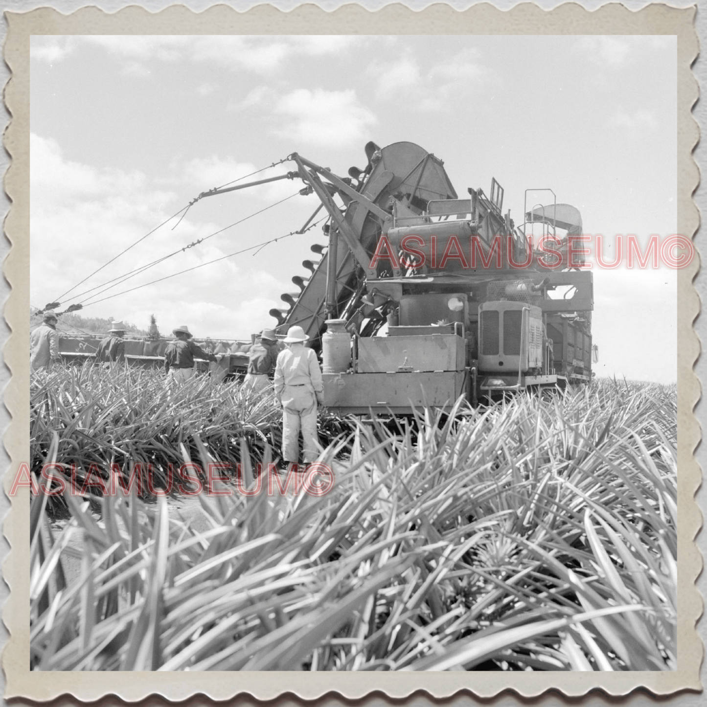 50s WAHIAWA HONOLULU HAWAII PLANTATION PINEAPPLE TRUCK VINTAGE USA Photo 10877