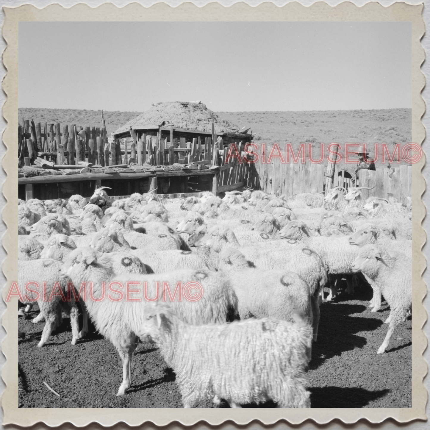 50s WINDOW ROCK NAVAJO NATION APACHE ARIZONA NEW MEXICO SHEEP OLD USA Photo 9977