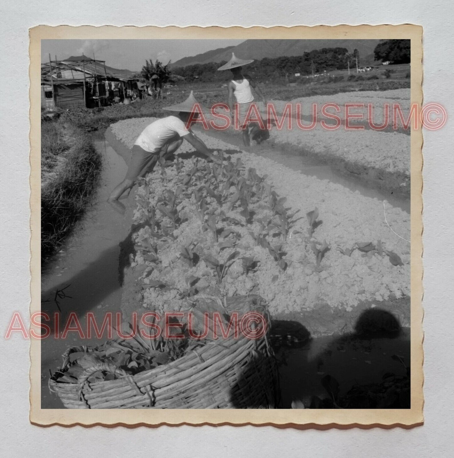 Farmer Hat Village Plant Sha Tau Kok B&W Old Hong Kong Photograph 香港旧照片 29984