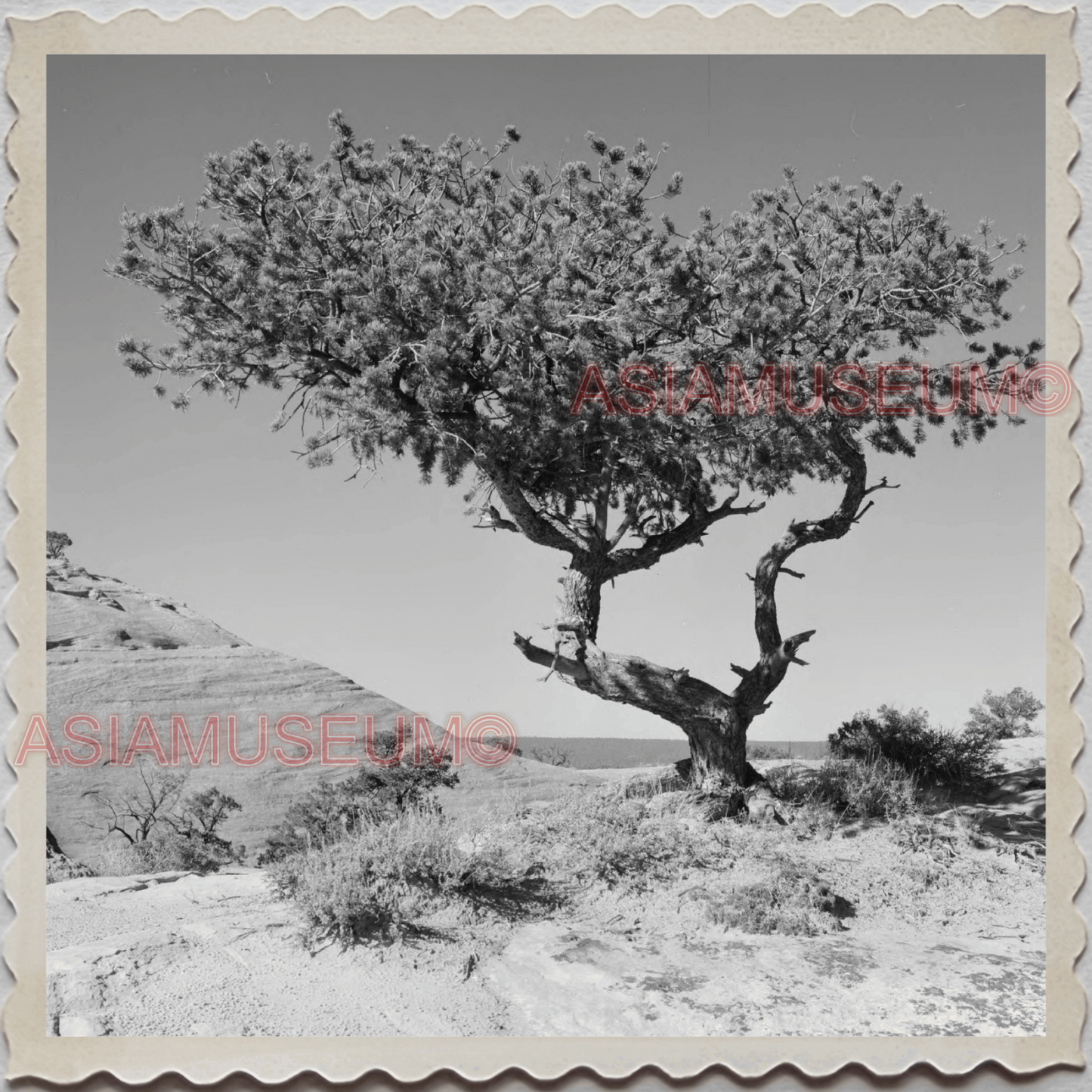 50s WINDOW ROCK NAVAJO NEW MEXICO ARIZONA TREES DESERT VINTAGE USA Photo 10732