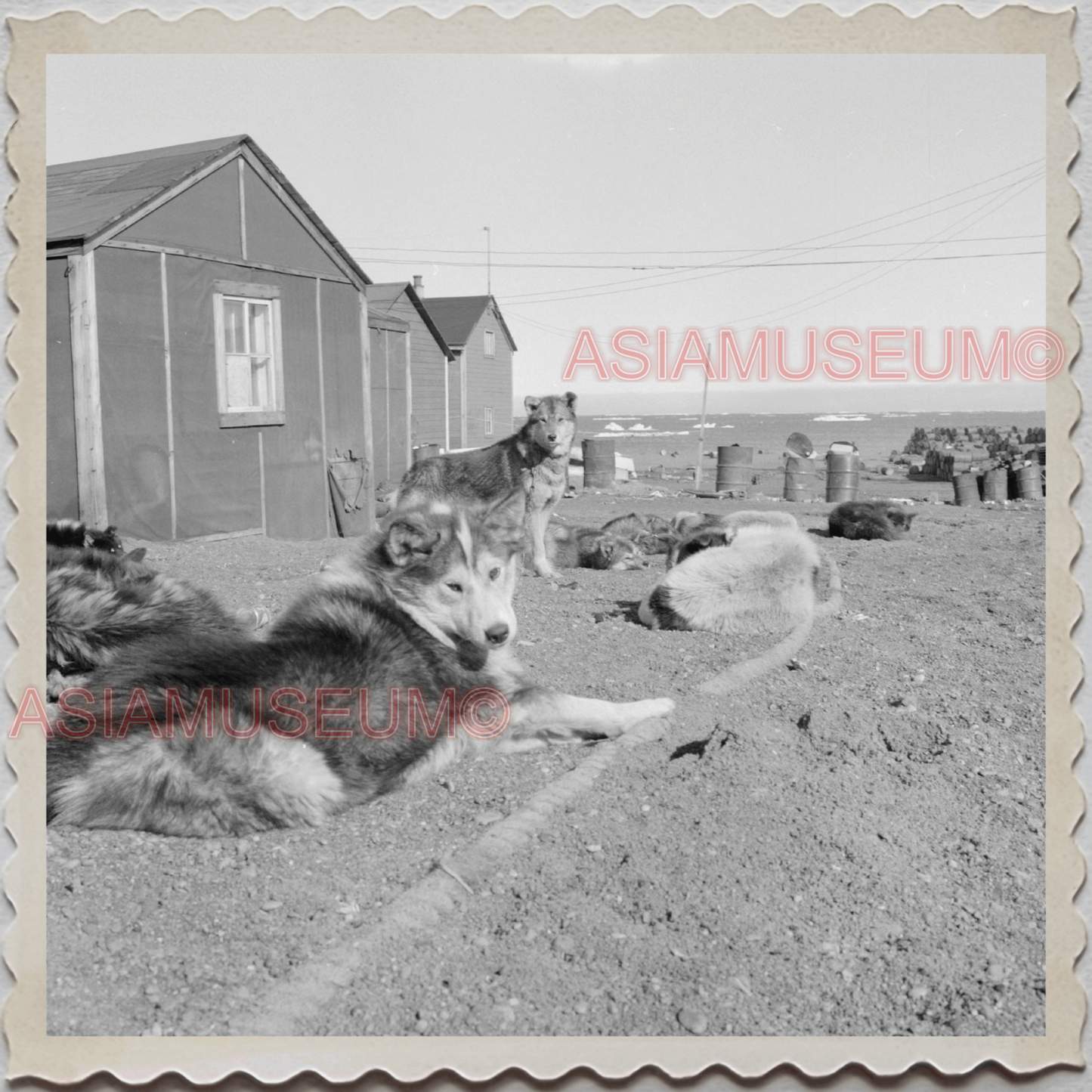 50s UTQIAGVIK NORTH SLOPE BARROW ALASKA ARCTIC SLED DOG TEAM OLD USA Photo 12507