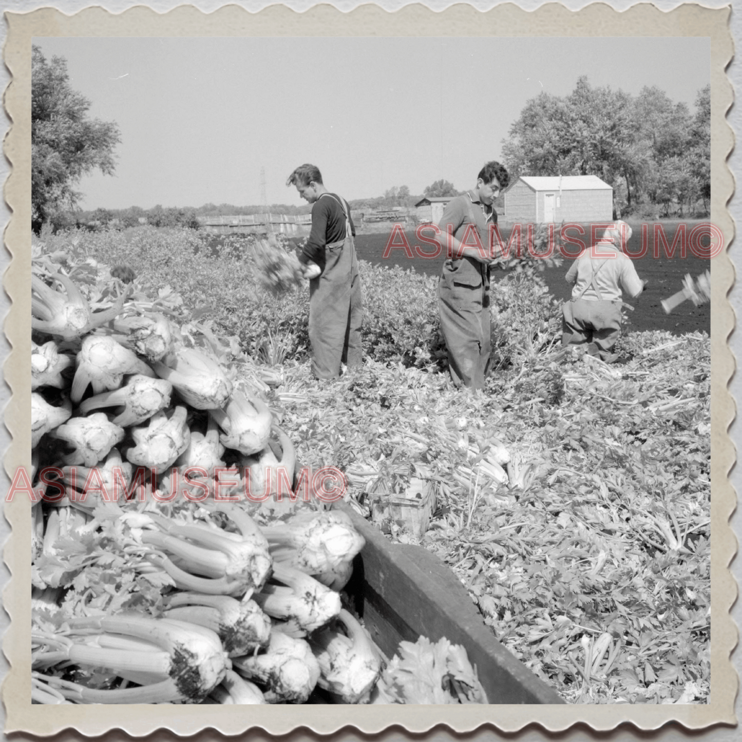 50s LAKE GENEVA WISCONSIN WALWORTH MILWAUKEE FARMER VEGE VINTAGE USA Photo 12468