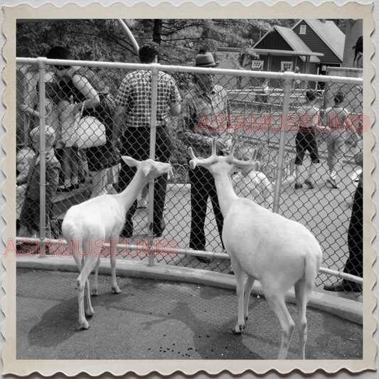 50s MANHATTAN NEW YORK CITY CENTRAL PARK ZOO GOAT DEER BOY  OLD USA Photo 12529