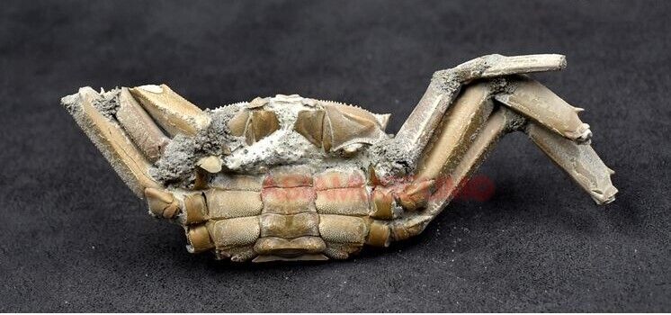 CRAB Crustacean Arthropod Dinosaur Hand Leg Claw Bone Fossil Jurassic Park c30