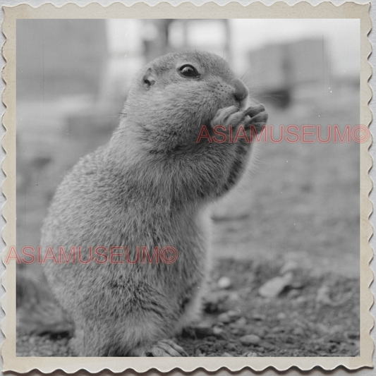 50s DENALI NATIONAL PARK ALASKA MOUNT MCKINLEY SQUIRREL VINTAGE USA Photo 11005