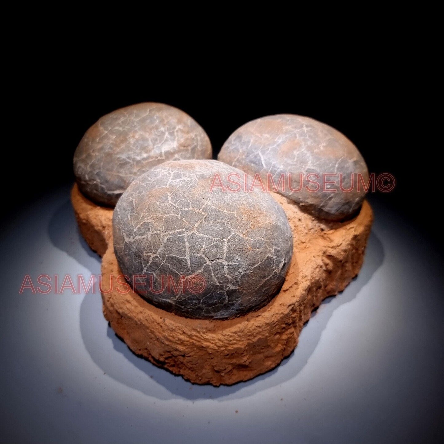 TRIPLE Dinosaur Egg Nest Hadrosaur Duckbill Fossil Jurassic Cretaceous World