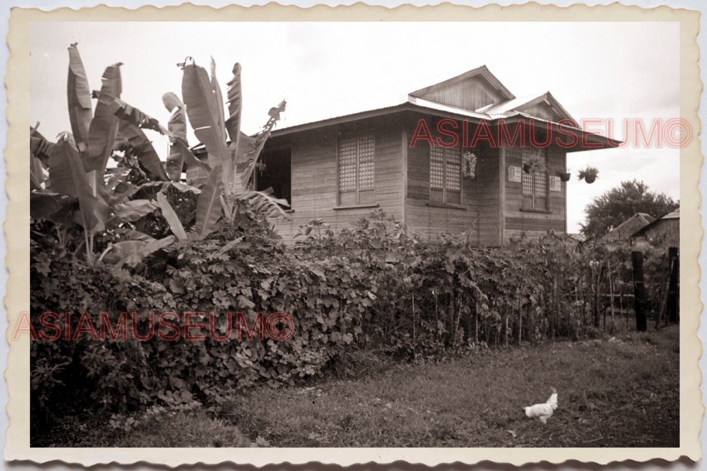 50s PHILIPPINES MANILA VILLAGE WOODEN HOUSE HUT BANANA TREE Vintage Photo 26305