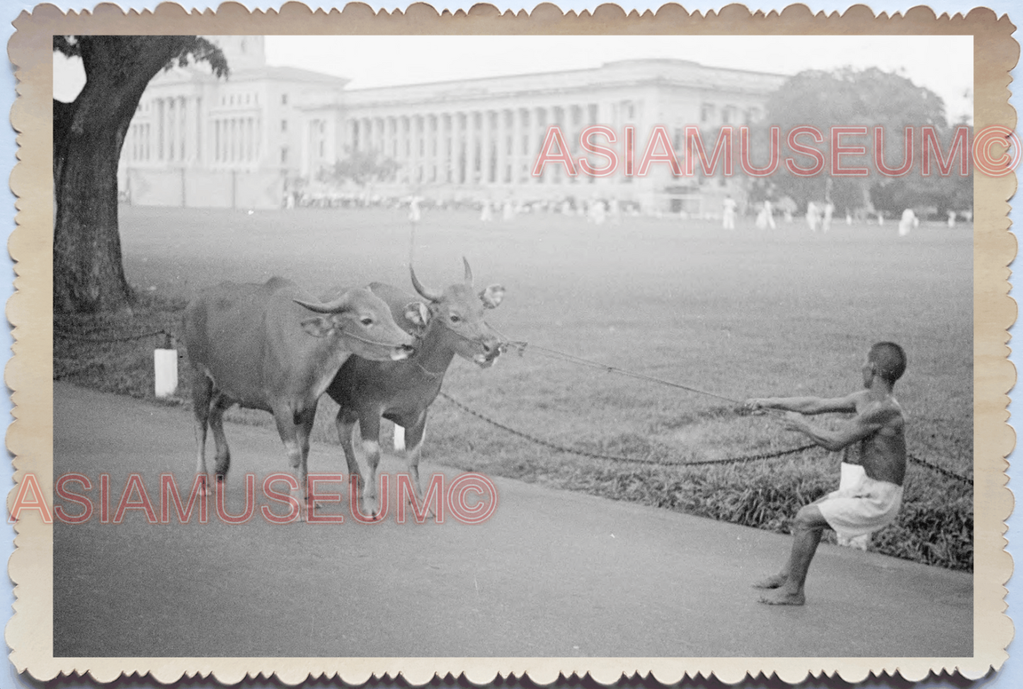 40s Bullock Cart Oxen Little India Street Building War Old Singapore Photo 17611