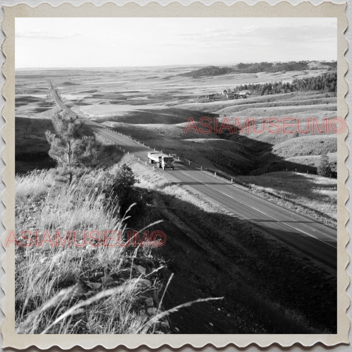 50s CASCADE COUNTY MONTANA COW CATTLE BARN FIELD USA AMERICA VINTAGE Photo 8651