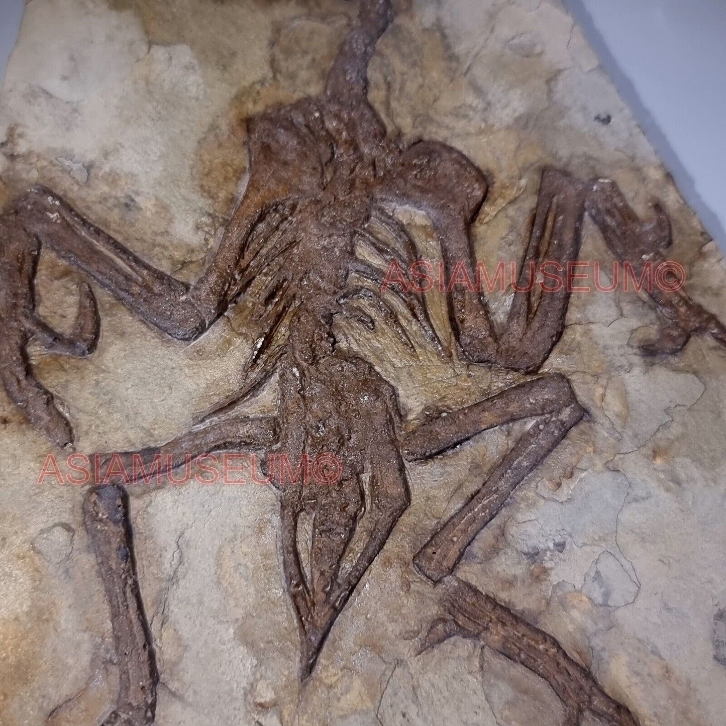 Dinosaure Confuciusornis Oeuf Oiseau Os Aile Fossile Parc Jurassique Crétace BK