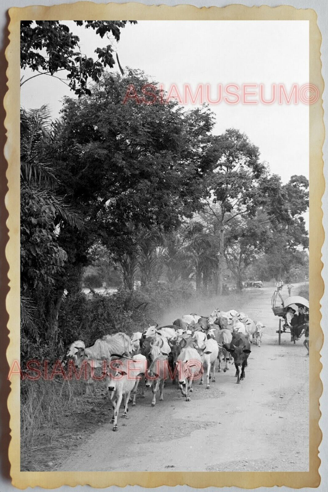 40s Vietnam War SAIGON BULLOCK CART CATTLE COW VILLAGE HOUSE Vintage Photo 1719