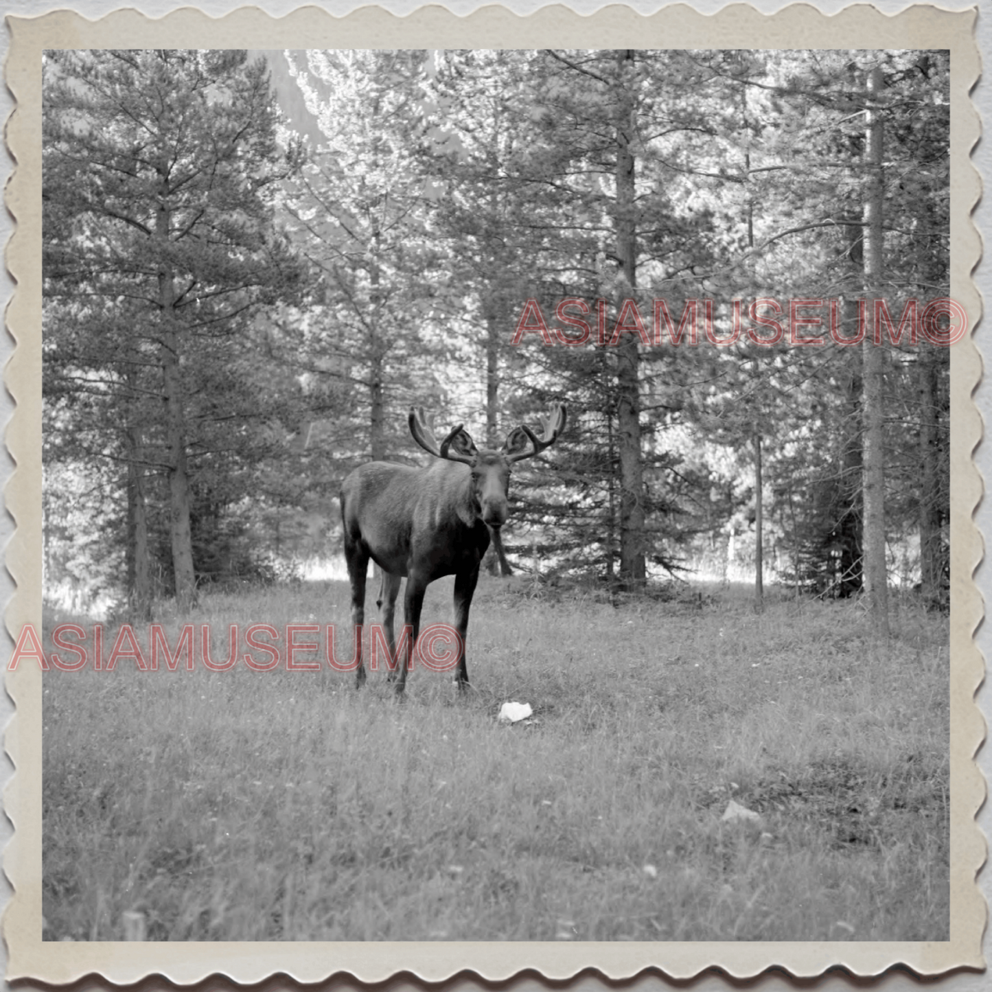 50s YELLOWSTONE NATIONAL PARK WYOMING MONTANA MOOSE FOREST OLD USA Photo 12528