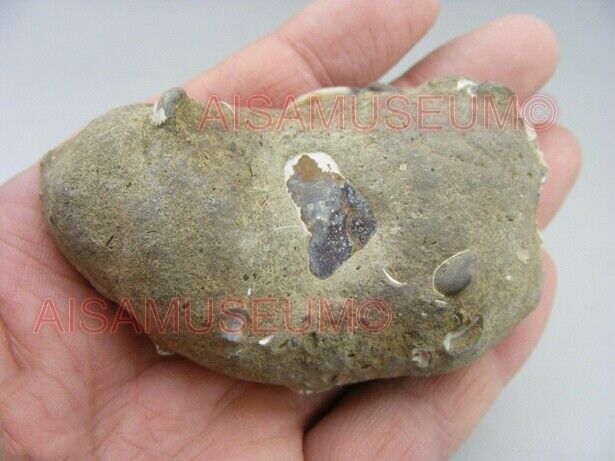 CRAB Crustacean Arthropod Dinosaur Hand Leg Claw Bone Fossil Jurassic Park cA03