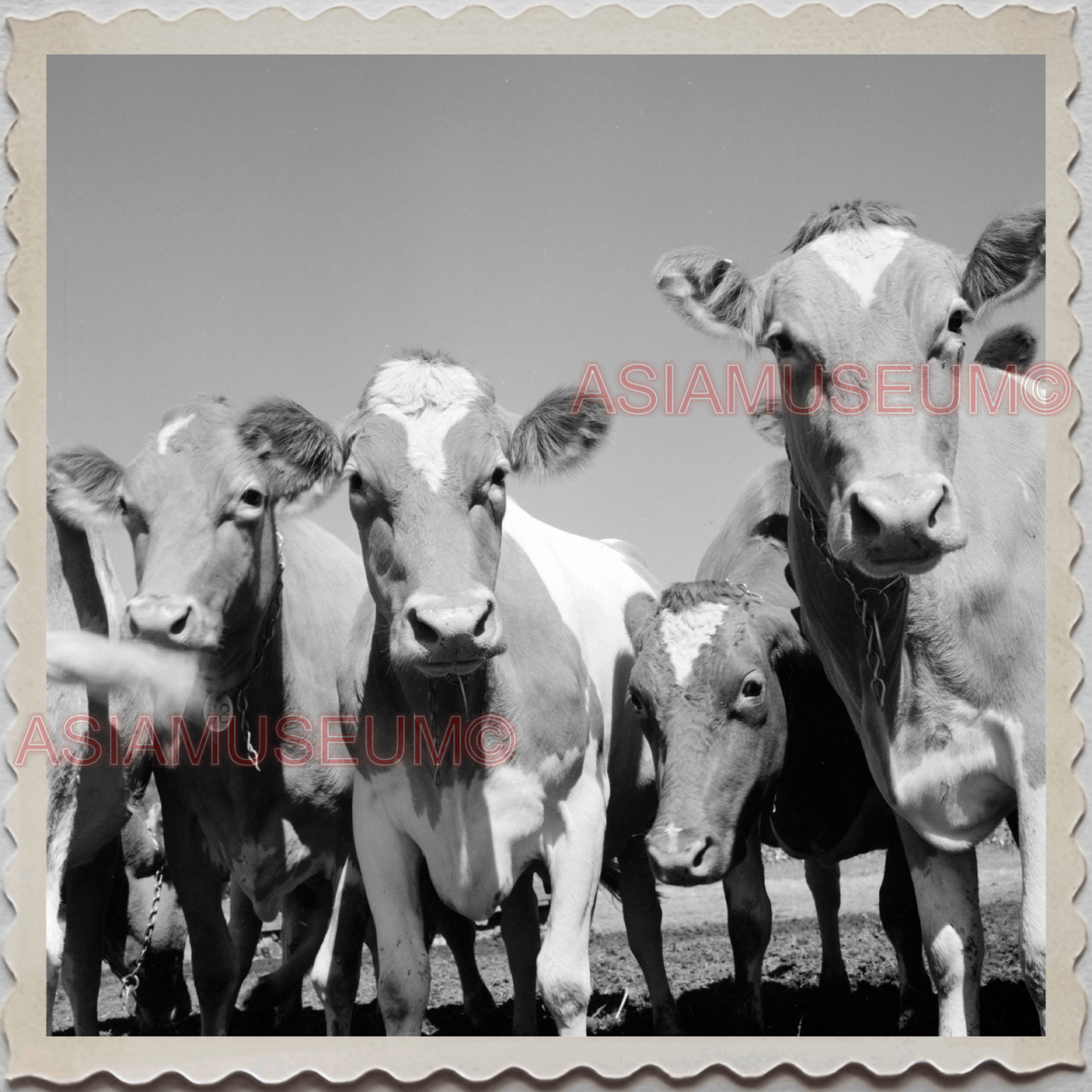 50s LAKE GENEVA WISCONSIN WALWORTH MILWAUKEE CHICAGO FARM VINTAGE USA Photo 8590